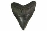 Fossil Megalodon Tooth - Georgia #144303-1